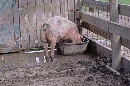 Pig in Pen Drinking, Heritage Park, Calgary, Alberta, Canada photo