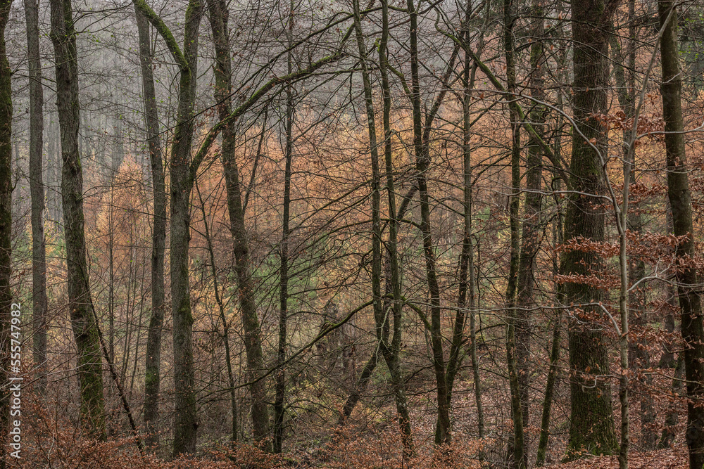 Fototapeta premium real tree pattern, trees in the forest, late autumn