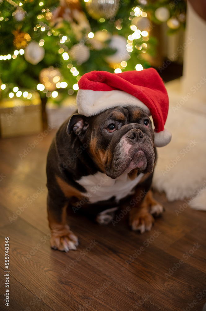 english bulldog is sitting by the christmas tree in red santa hat