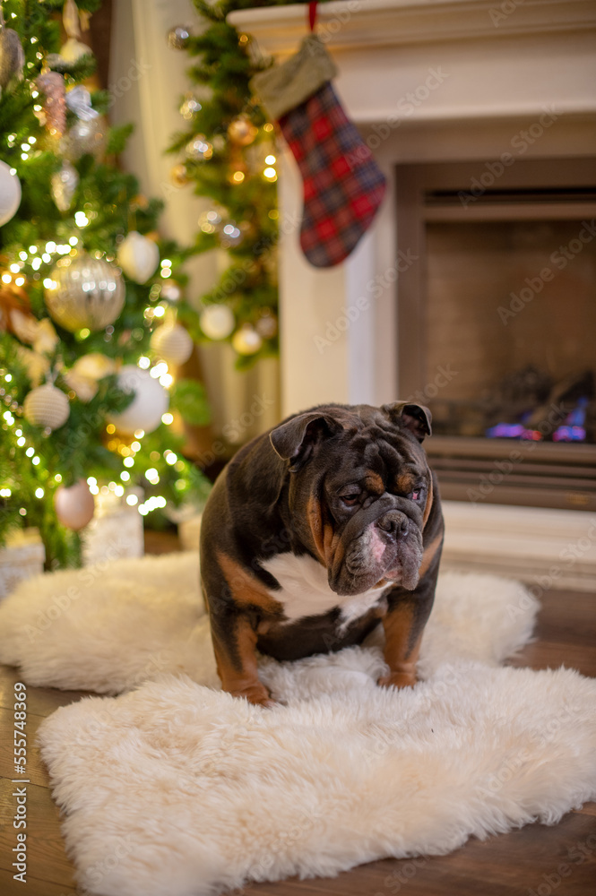 english bulldog is sitting by the christmas tree in red santa hat