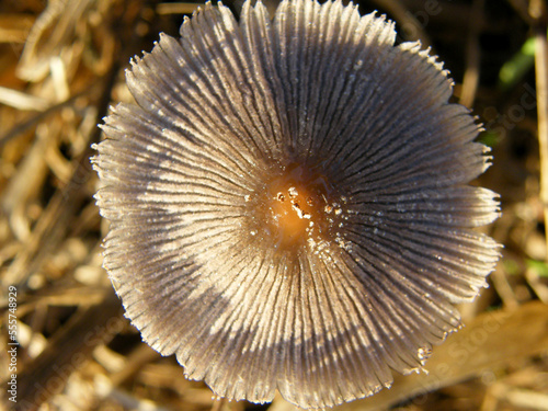 cogumelo photo