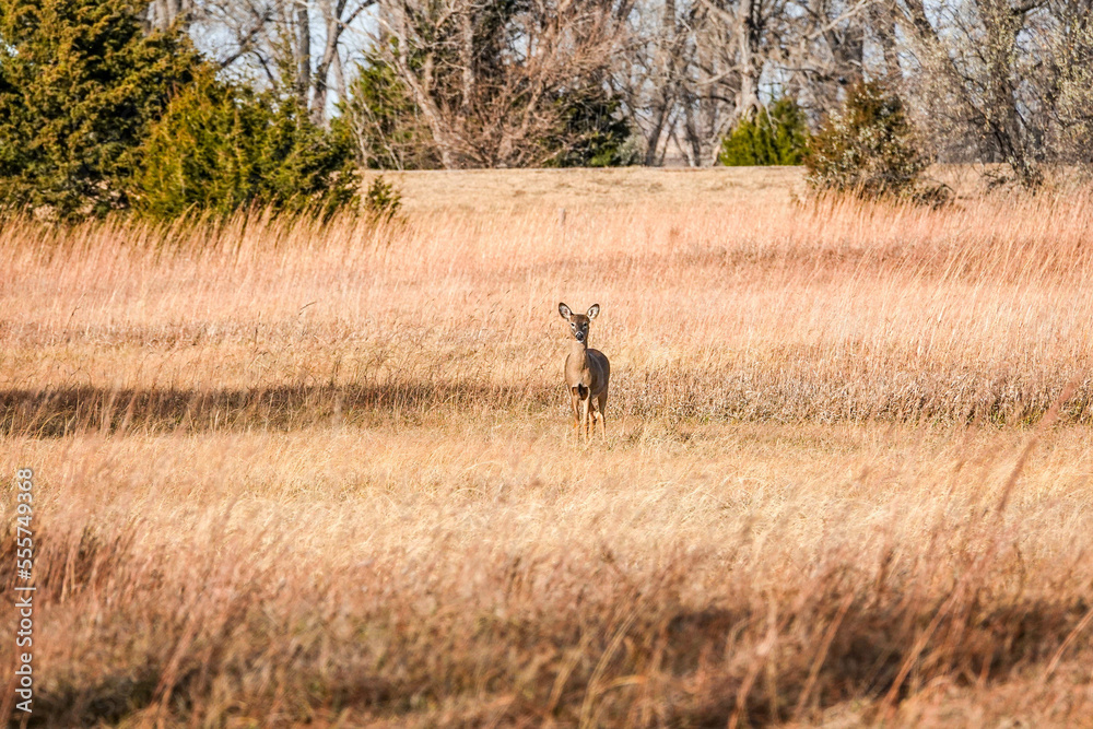 deer in the field