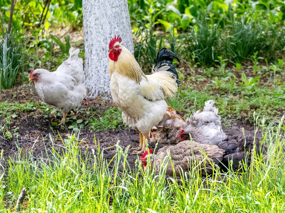 Rooster and chickens in the garden among green grass