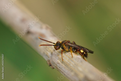 Closeup on a small female Panzer's Nomad bee, Nomada panzeri , sitting on a twig