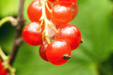 Ripe red currant berries on a branch in a summer garden