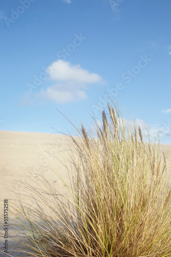 Wallpaper Mural Grass on Sand Dune, Dune du Pilat, Arcachon, France Torontodigital.ca