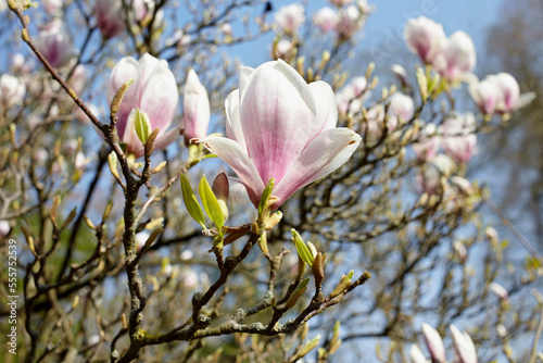 Wallpaper Mural Close-up of Magnolia Blossoms in Spring, Hamburg, Germany Torontodigital.ca