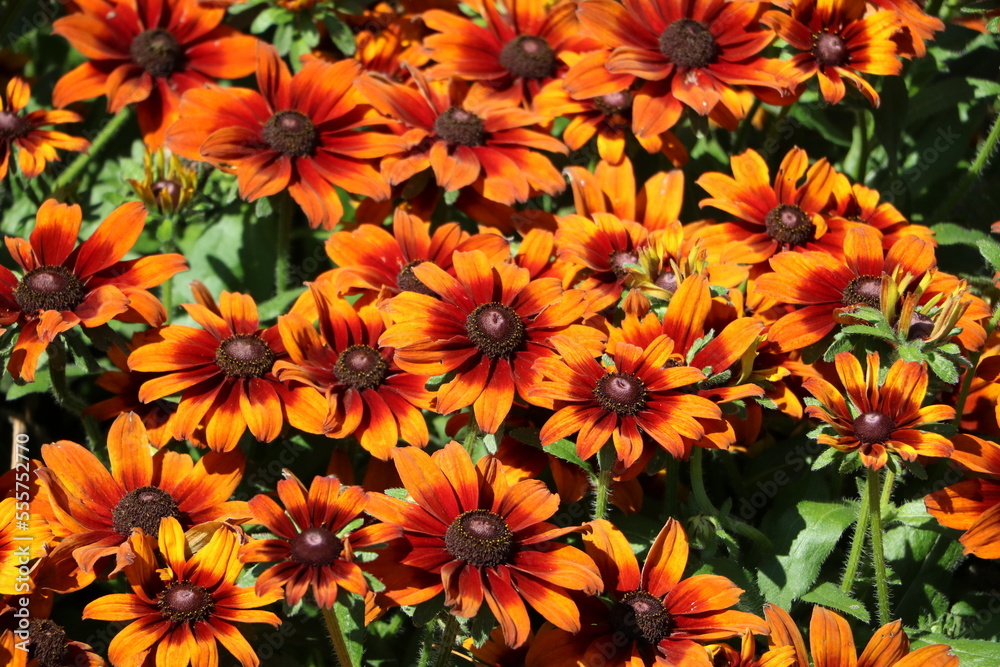 Orange purple Osteospermum in summer in Hyde Park London, England Great Britain Orange purple Osteospermum in summer in Hyde Park London, England Great Britain