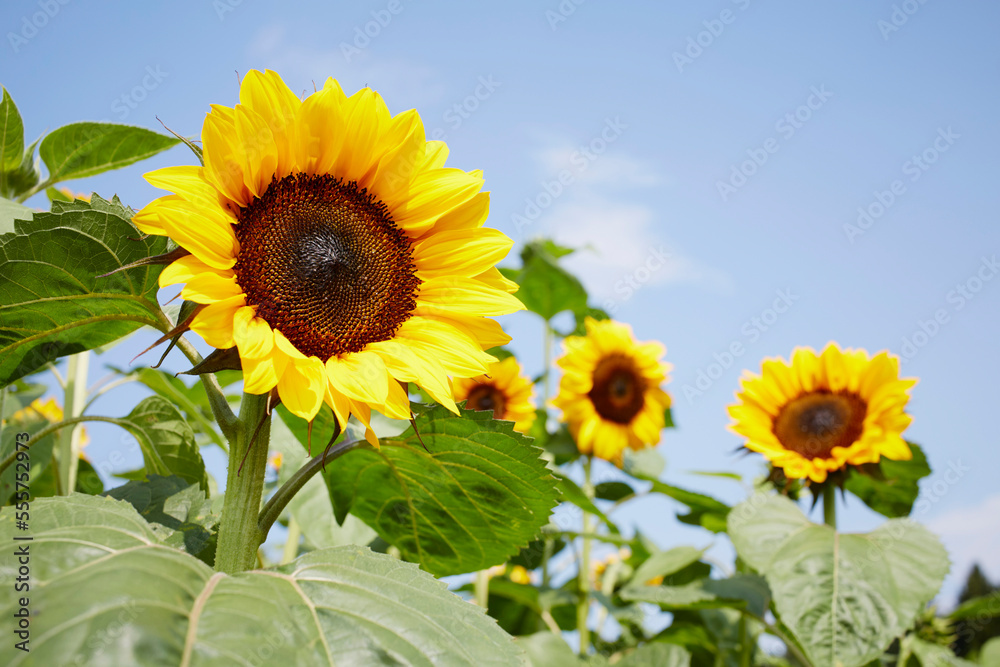Field of Sunflowers in Summer, Carinthia, Austria Field of Sunflowers in Summer, Carinthia, Austria