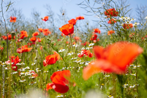 Red Field Poppies and Camomile in Meadow in Summer, Denmark