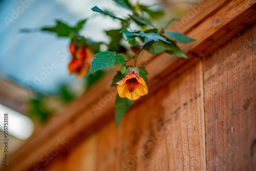 flowers on the window fence ocean 