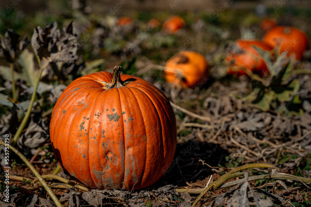 pumpkin on a field pumpkin on a field