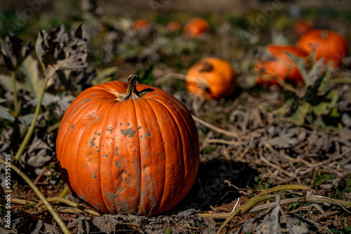 pumpkin on a field