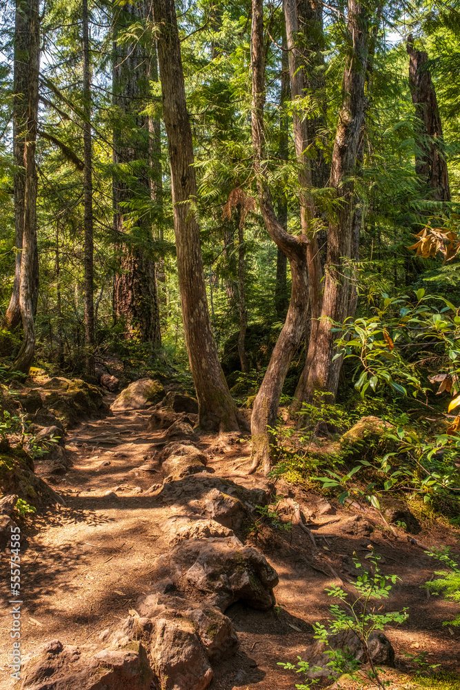 Forest trail 