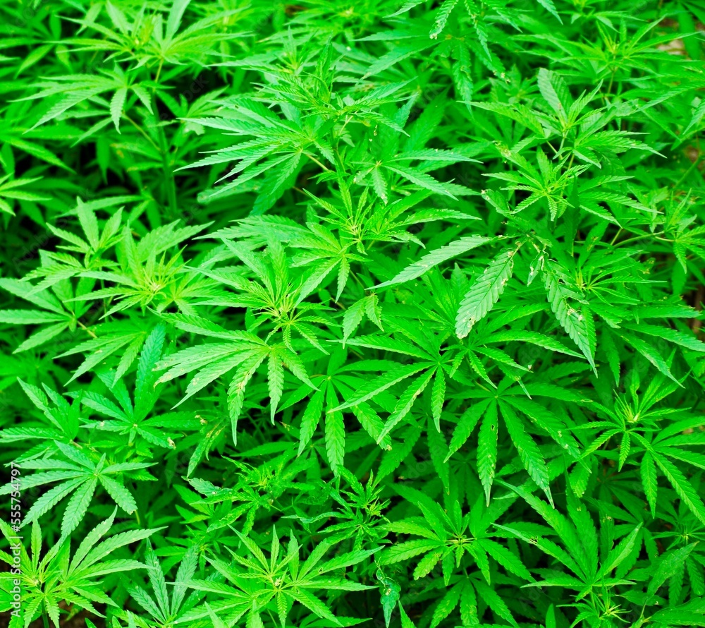 Marijuana weed pot plants