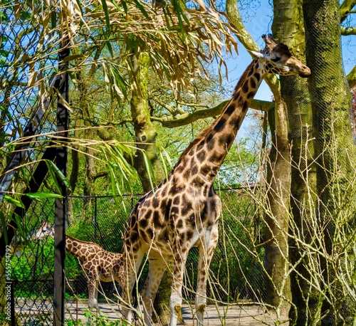 Giraffes eating leaves from trees