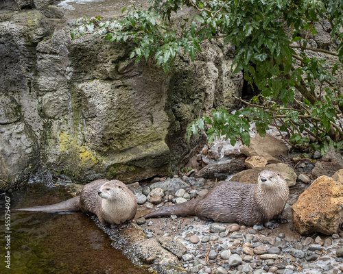 River Otters at play