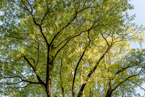 Deciduous trees in New Zealand. A sunny day in Queenstown in November 2022.