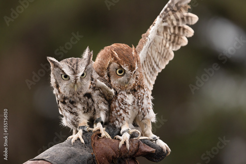 Two adult cute little Eastern Screech owls are perched on a trainers leather glove.  The pair are tied with jesses to secure the bird. Color range from gray to bright rufous and reddish brown, morph. photo
