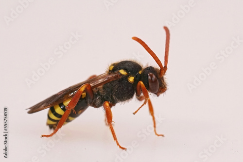 Studio closeup on a colorful red female orange-horned nomad bee, Nomada fulvicornis isolated against a white background