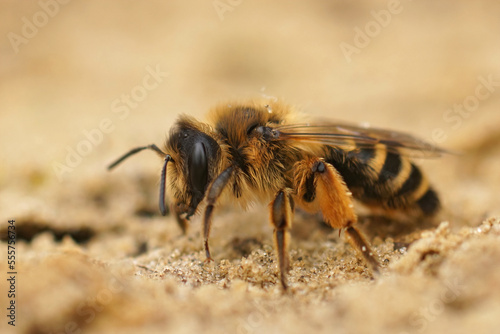Closeup on a female Yellow-legged Mining Bee, Andrena flavipes, sitting on the ground