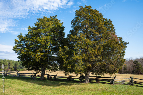 Two big trees in front of fence on Henry Hill, Bull Run, Mannassas, Virginia.