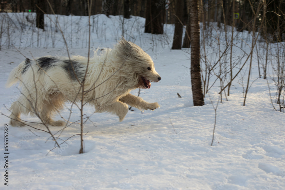 Obraz premium White dog. Pet in winter. Walking dog in park.