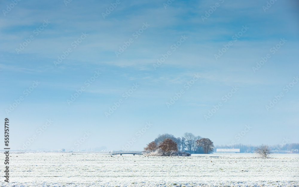 White abandoned cold winter landscape in the Dutch polder with bridge and contrasting group of trees with still brown leaves  against a blue sky with veil clouds