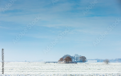 White abandoned cold winter landscape in the Dutch polder with bridge and contrasting group of trees with still brown leaves against a blue sky with veil clouds