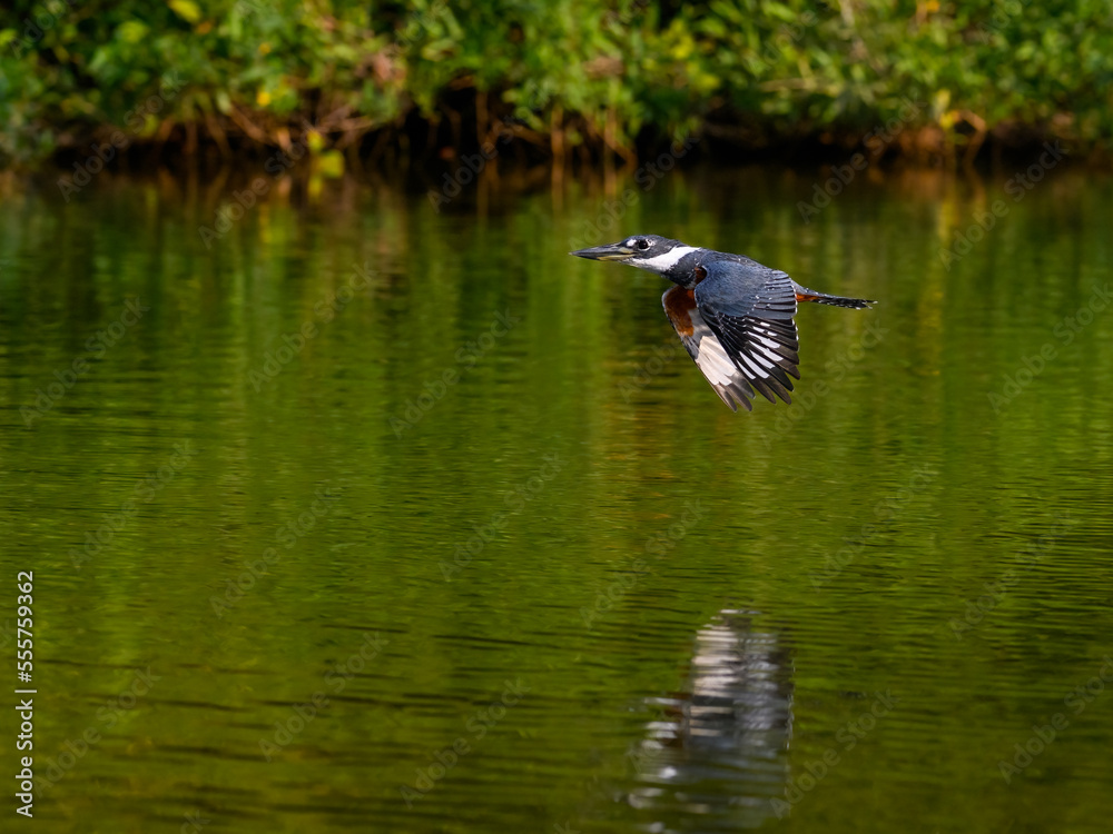 Ringed Kingfisher flying over river with green water in Pantanal, Brazil Ringed Kingfisher flying over river with green water in Pantanal, Brazil