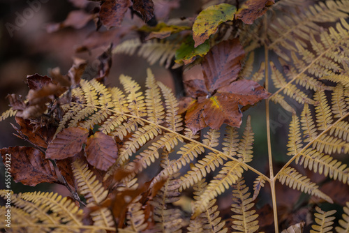 Herbst Farn