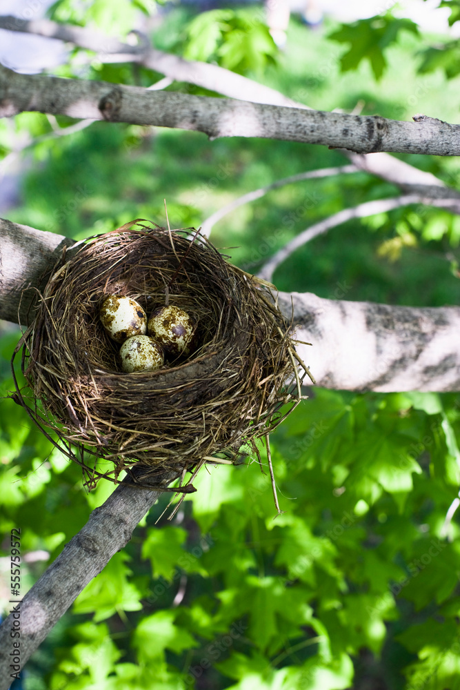Eggs in Nest Eggs in Nest