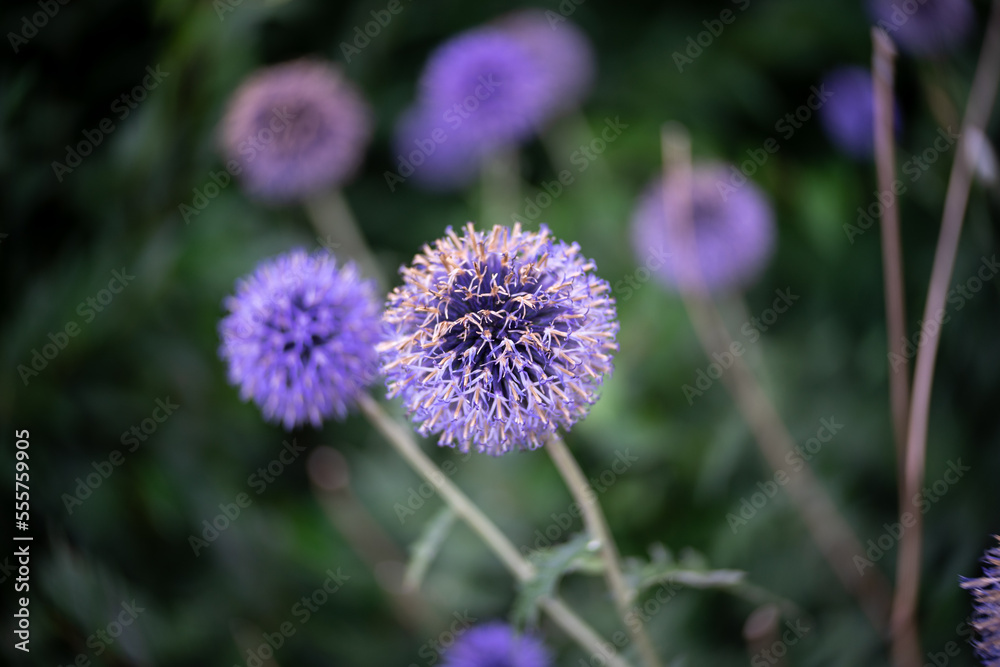 Flowers of Echinops sphaerocephalus. Close-up. Art lens. Swirl bokeh. Focus on the center. Flowers of Echinops sphaerocephalus. Close-up. Art lens. Swirl bokeh. Focus on the center.