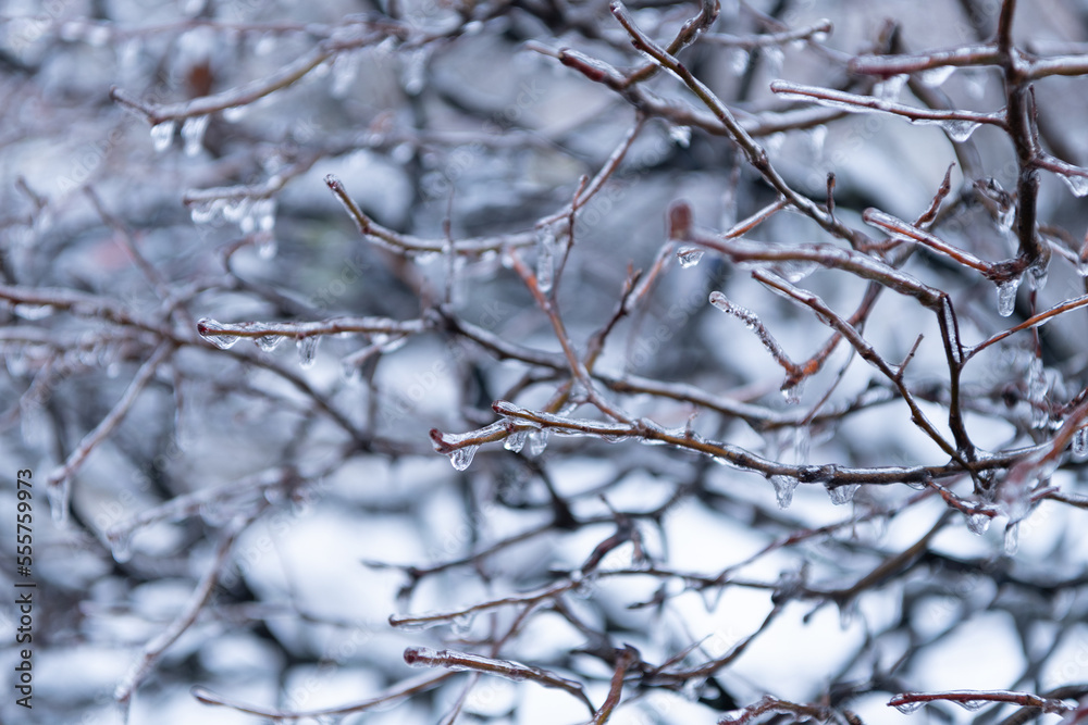 winter nature with icy plant. winter icy nature. beauty of winter nature. icy twigs outside. winter nature with icy plant. winter icy nature. beauty of winter nature. icy twigs outside.