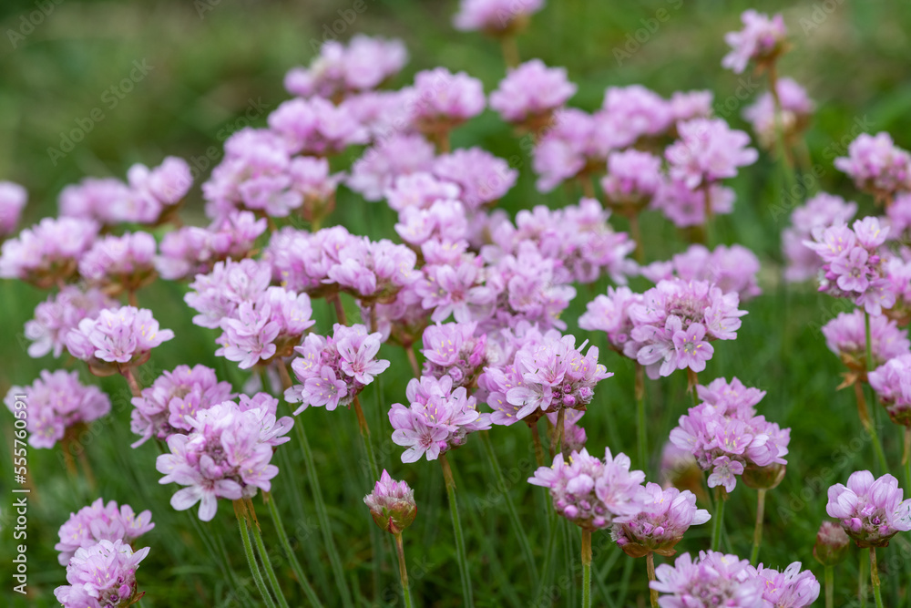 Close up of thrift (armeria maritima) flowers in bloom
