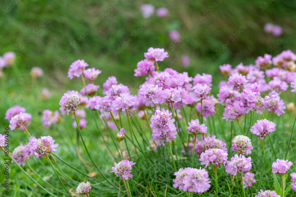 Close up of thrift (armeria maritima) flowers in bloom Close up of thrift (armeria maritima) flowers in bloom