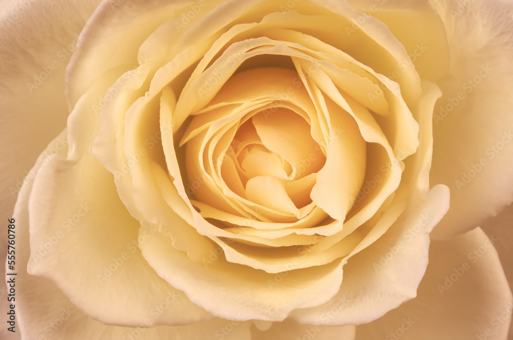 Close-Up of White Rose