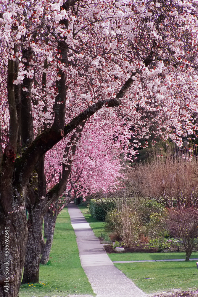Cherry Trees Along Sidewalk, Vancouver, British Columbia, Canada Cherry Trees Along Sidewalk, Vancouver, British Columbia, Canada