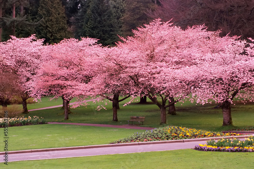 Cherry Trees in Stanley Park, Vancouver, British Columbia, Canada photo