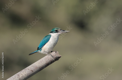Collared kingfisher front view.collared kingfisher or mangrove kingfisher is a medium-sized kingfisher belonging to the subfamily Halcyoninae, the tree kingfishers. 