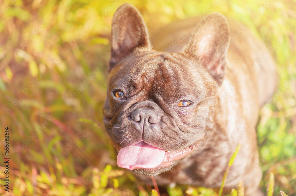 Portrait of a French brindle bulldog with black color. Dog on the background of green grass.