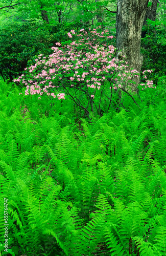 Wallpaper Mural Ferns And Flowers Torontodigital.ca