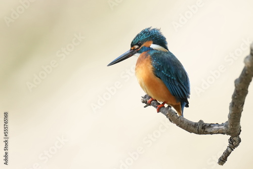 kingfisher in a forest © Matthewadobe
