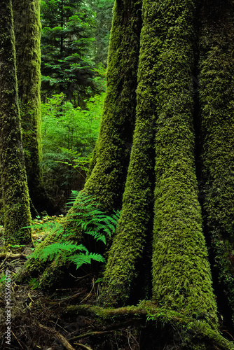 Giant Sitka Spruce Carmanah Valley British Columbia, Canada photo