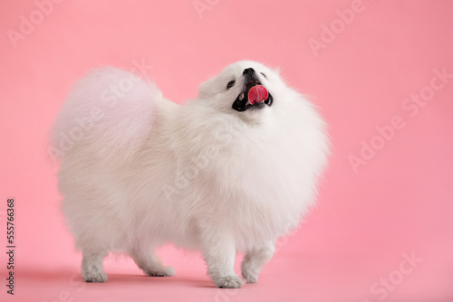 Dog breed pomeranian spitz funny stay on a pink background © Наталья Марная