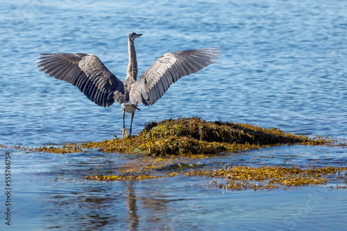 Blue Heron wings stretched on Vancouver Island © Kelly