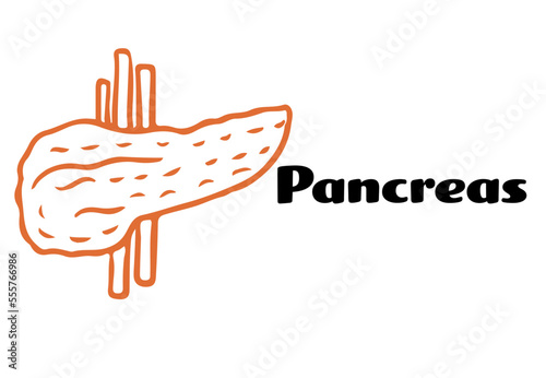 Pancreas organ sketch drawing vector