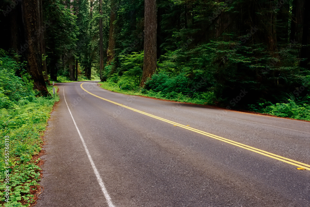 Highway and Trees at Prairie Creek Redwoods State Park, California, USA Highway and Trees at Prairie Creek Redwoods State Park, California, USA