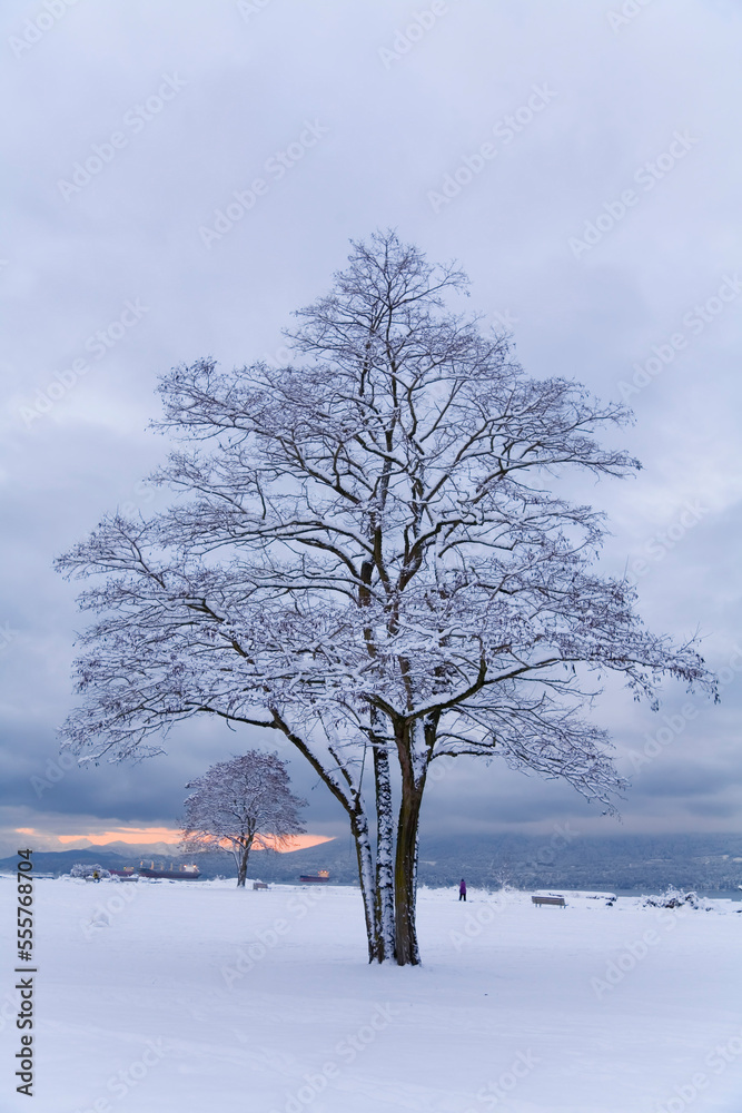 Tree Covered in Snow, Vancouver, British Columbia, Canada Tree Covered in Snow, Vancouver, British Columbia, Canada