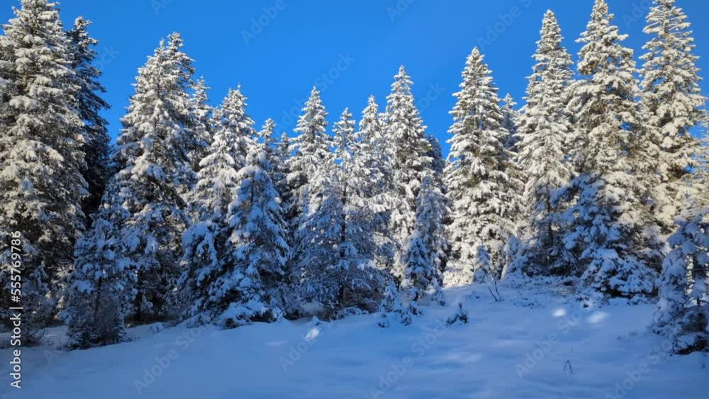 Beautiful snow covered forest in the Swiss Alps on a cold sunny day Beautiful snow covered forest in the Swiss Alps on a cold sunny day